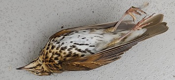 dode vogels