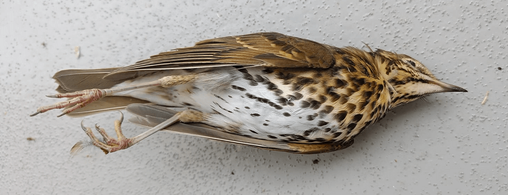 dode vogel